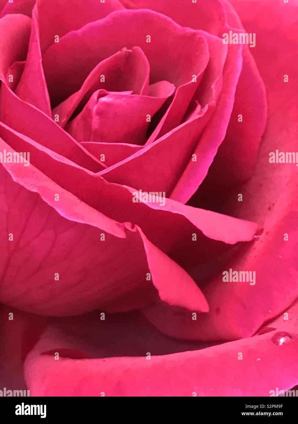 Rose. Chiudere la vista. Foto Stock