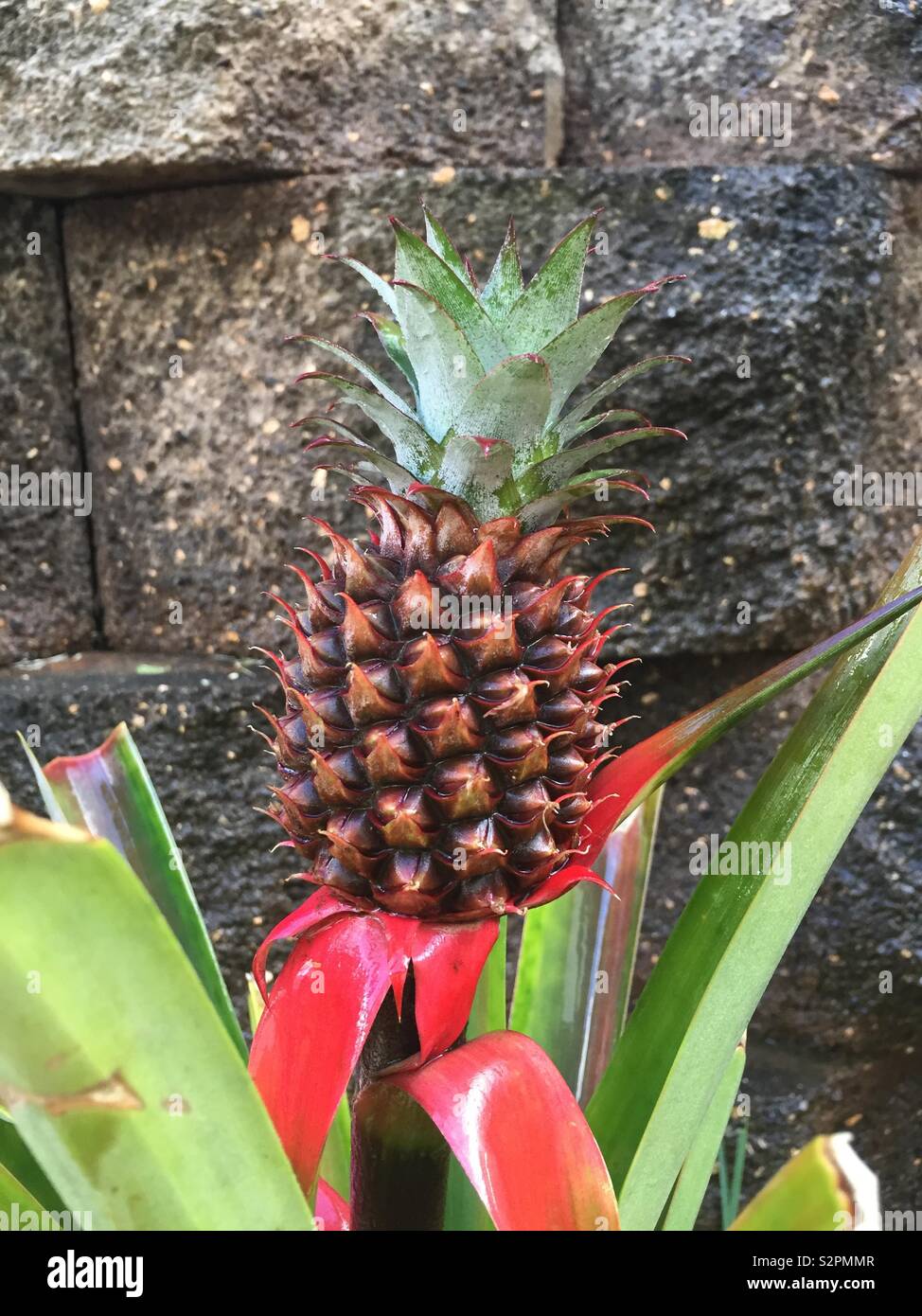 Baby ananas - Immagine stock catturata con smartphone