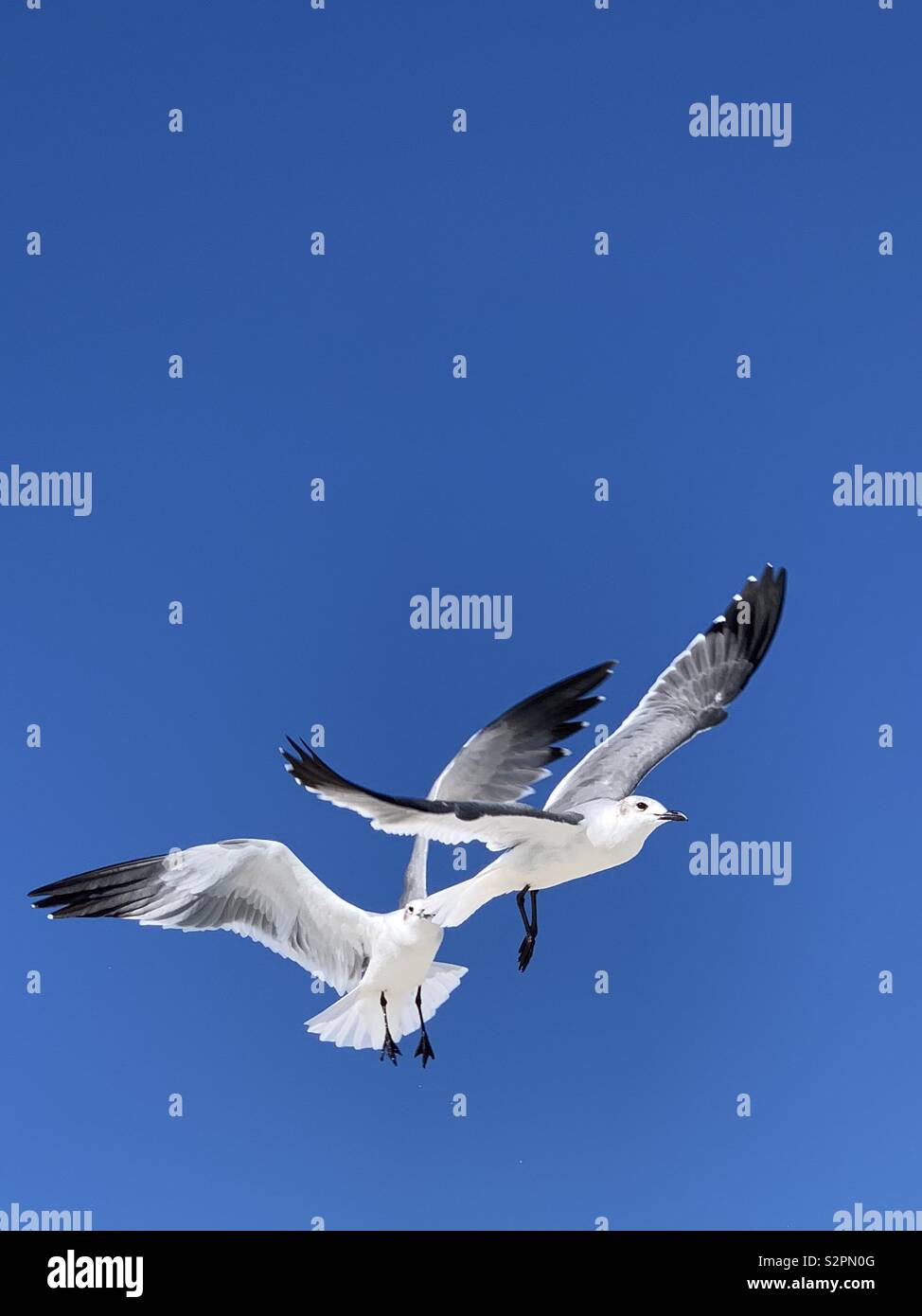 Due bianchi gabbiani inflight insieme, primo piano con un bellissimo cielo azzurro - Immagine stock catturata con smartphone
