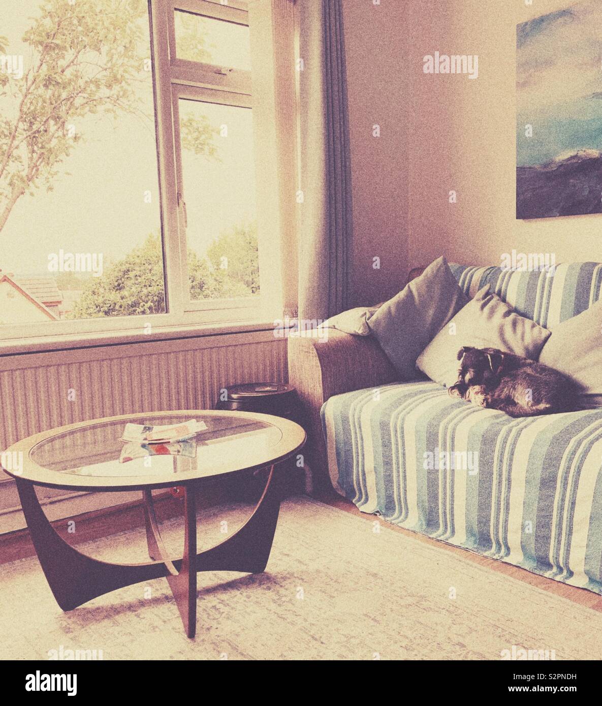 Miniatura Schnauzer cane dorme sul divano dalla finestra con vintage a metà secolo moderno in vetro e rabboccato tavolino sulla moquette Foto Stock