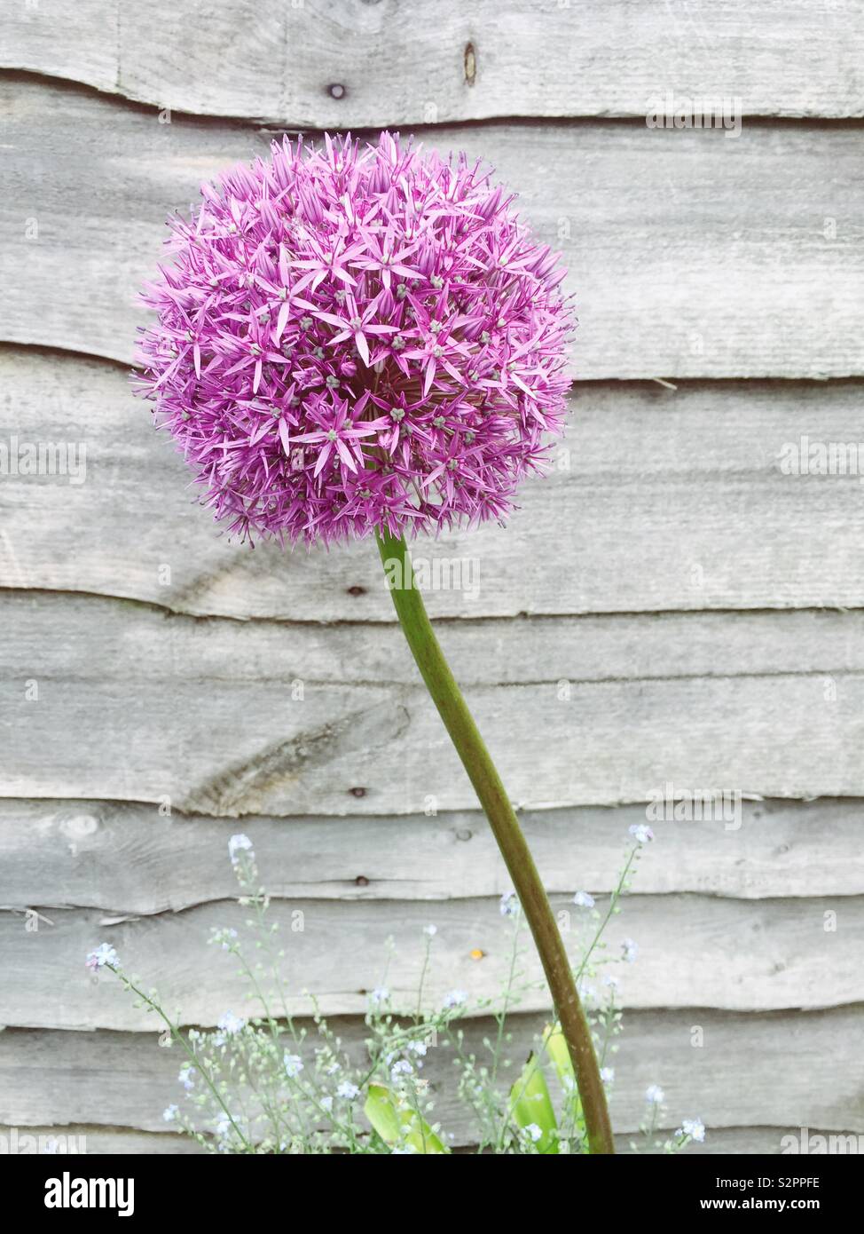Rosa viola allium in fiore contro una staccionata in legno, aspetto rustico, stelo ad angolo - Immagine stock catturata con smartphone