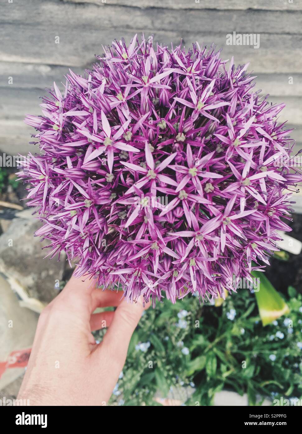 Rosa viola allium fiore da sopra con la mano nel telaio Foto Stock