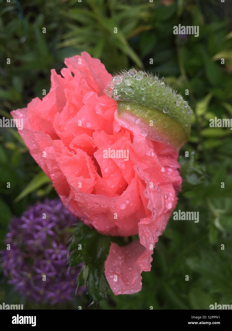 Rosa bagnata immagini e fotografie stock ad alta risoluzione - Alamy