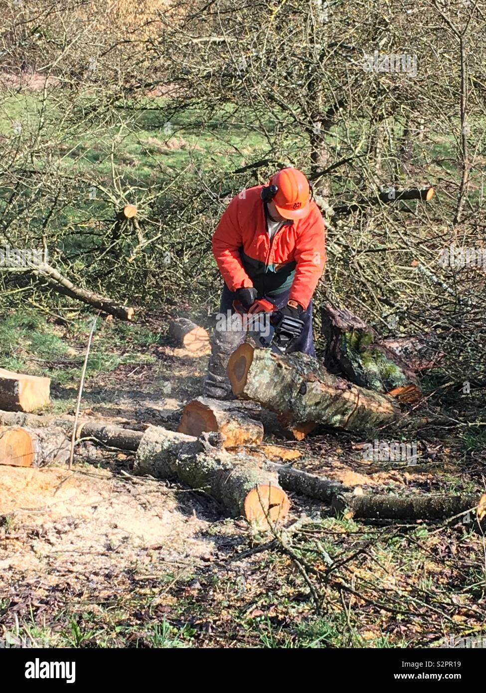 Chainsawing alberi in Normandia, Francia Foto Stock