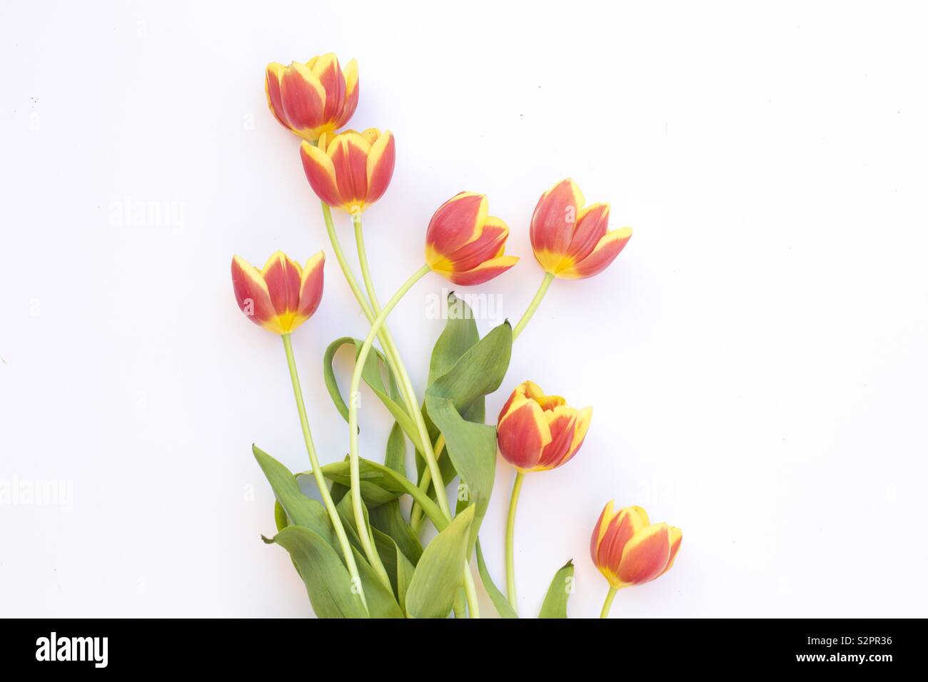 Corallo e tulipani gialli Foto Stock