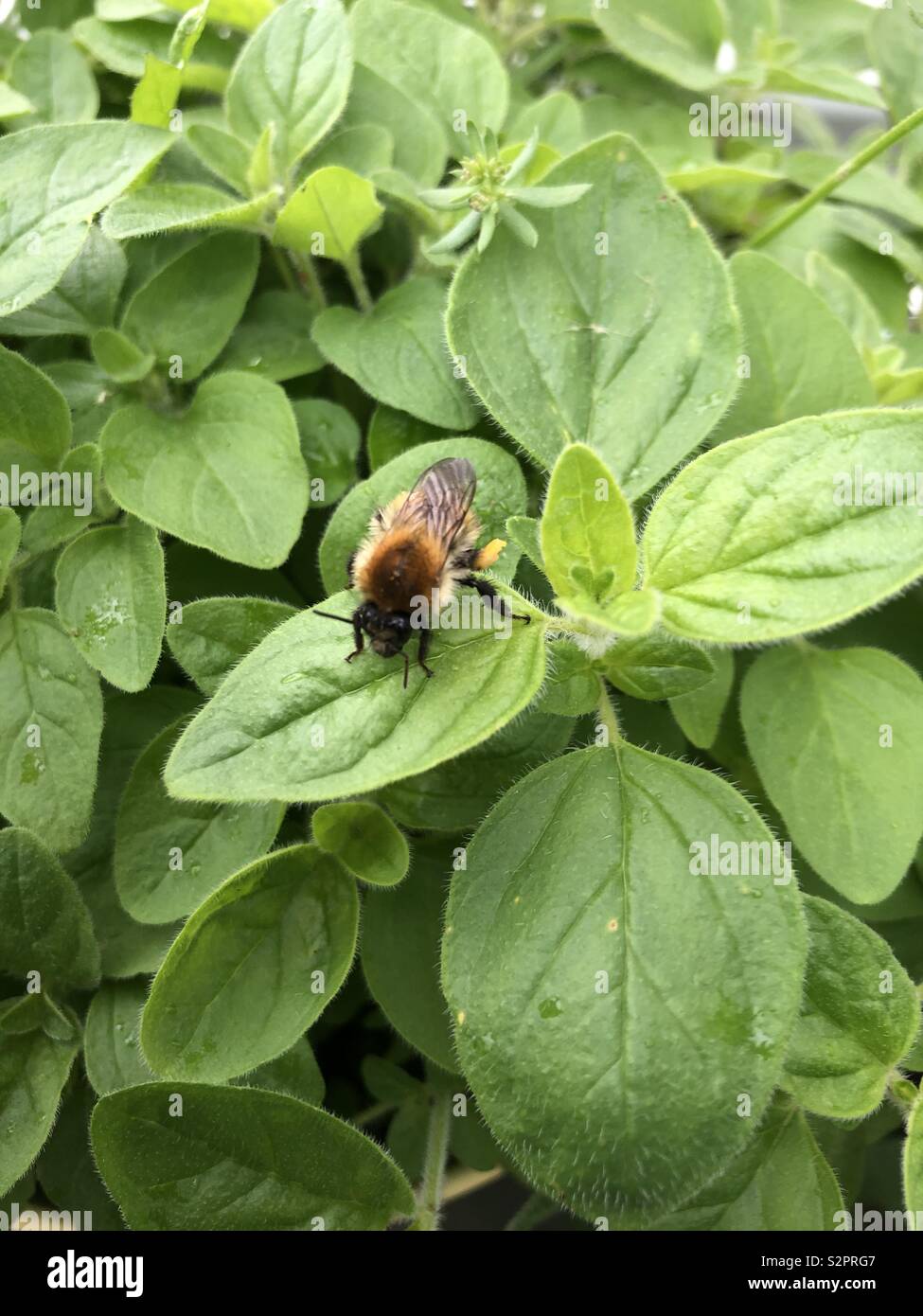 Bumblebee in appoggio sulla foglia di basilico - Immagine stock catturata con smartphone