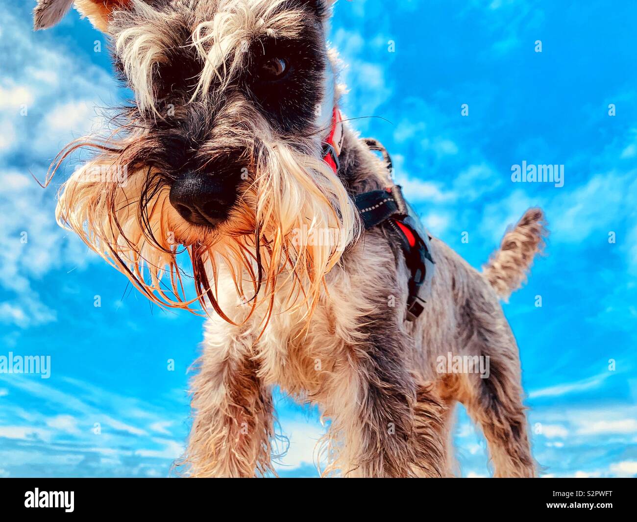 Miniatura Schnauzer cane fissando la telecamera con cielo blu sullo sfondo Foto Stock