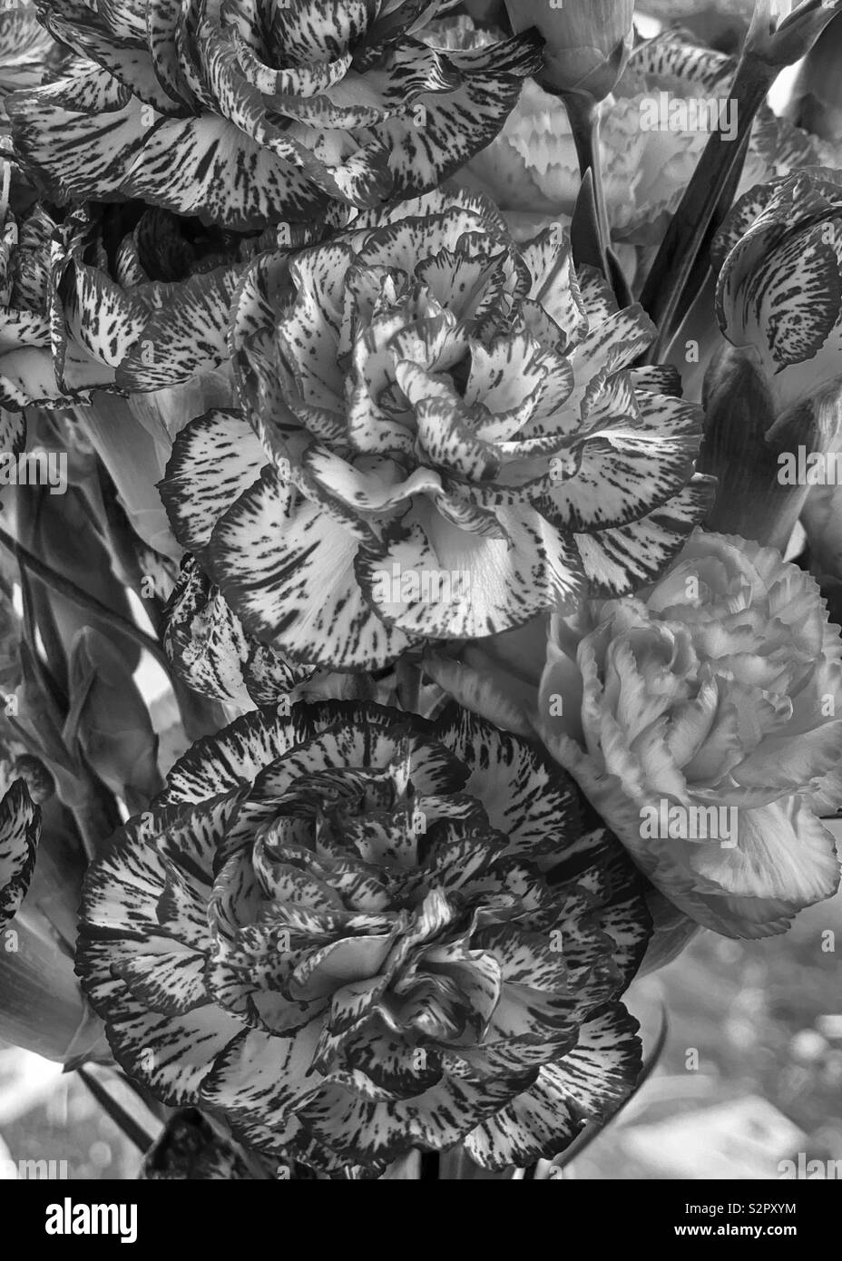 B&W, garofani Foto Stock