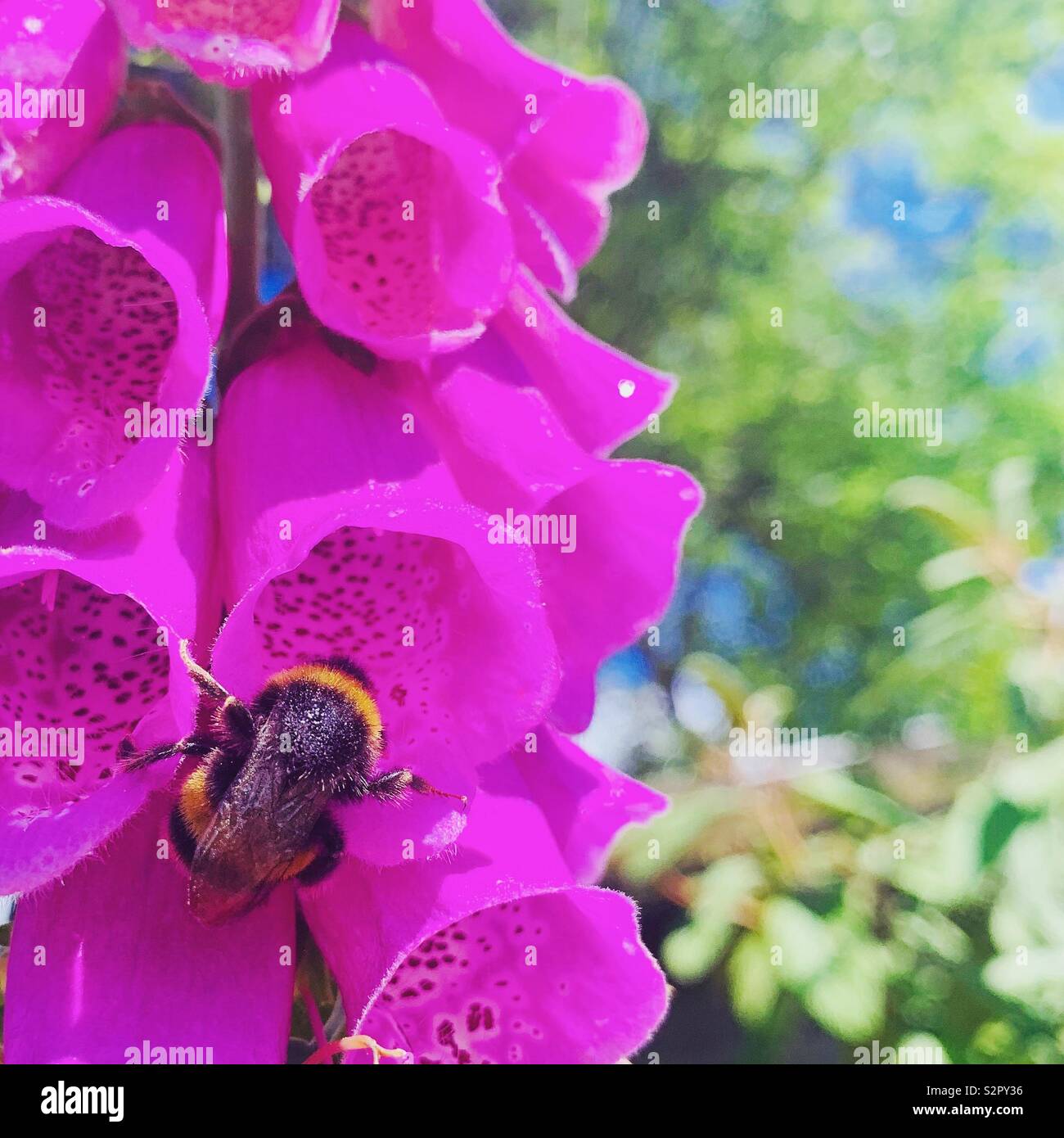 Bumblebee su un Foxglove - Immagine stock catturata con smartphone