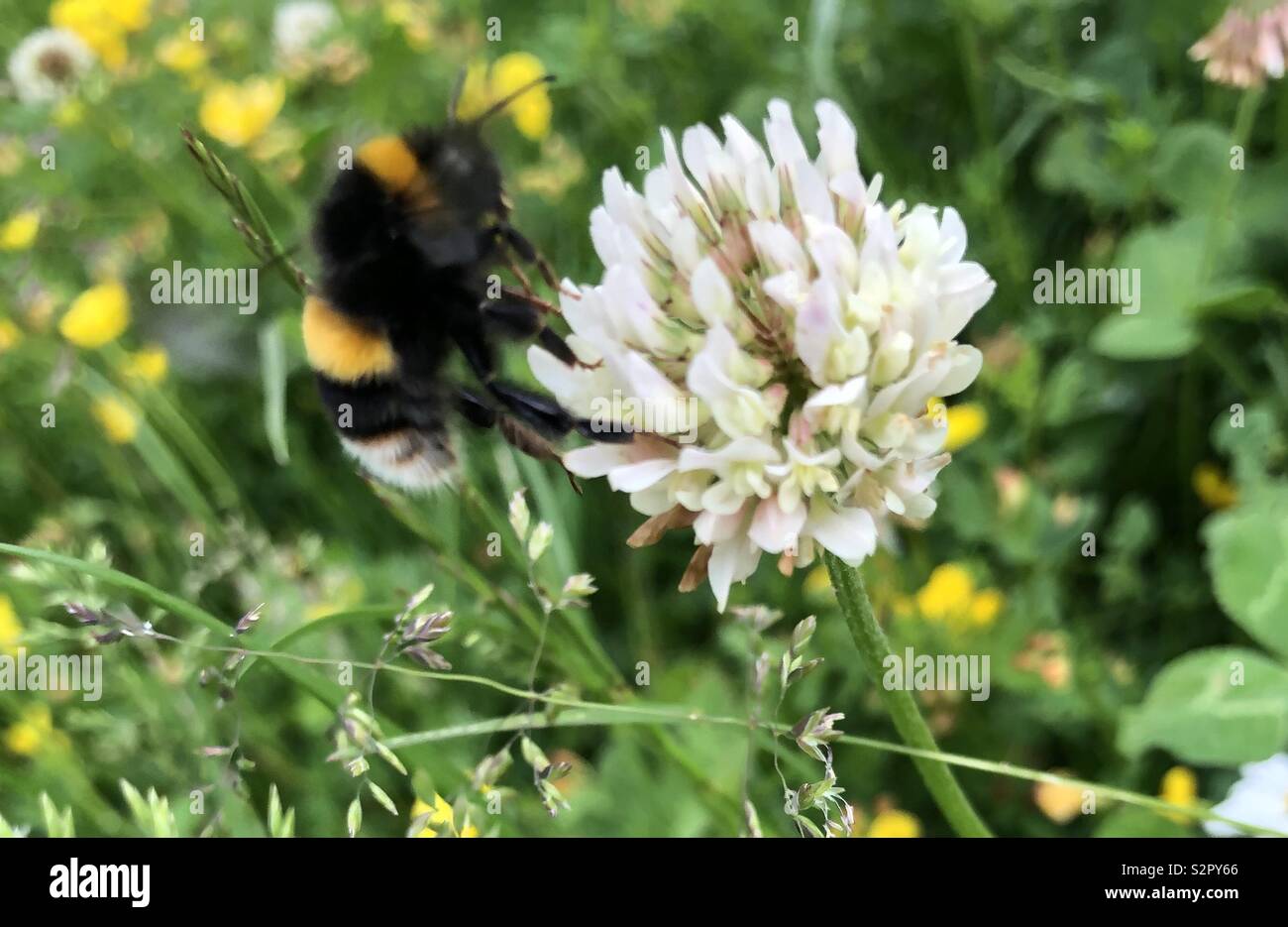 Bumble Bee sul chiodo di garofano Foto Stock