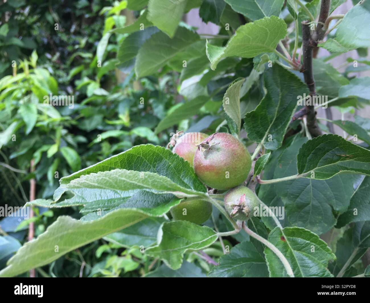 Giovani mele su un giovane albero di Apple Foto Stock