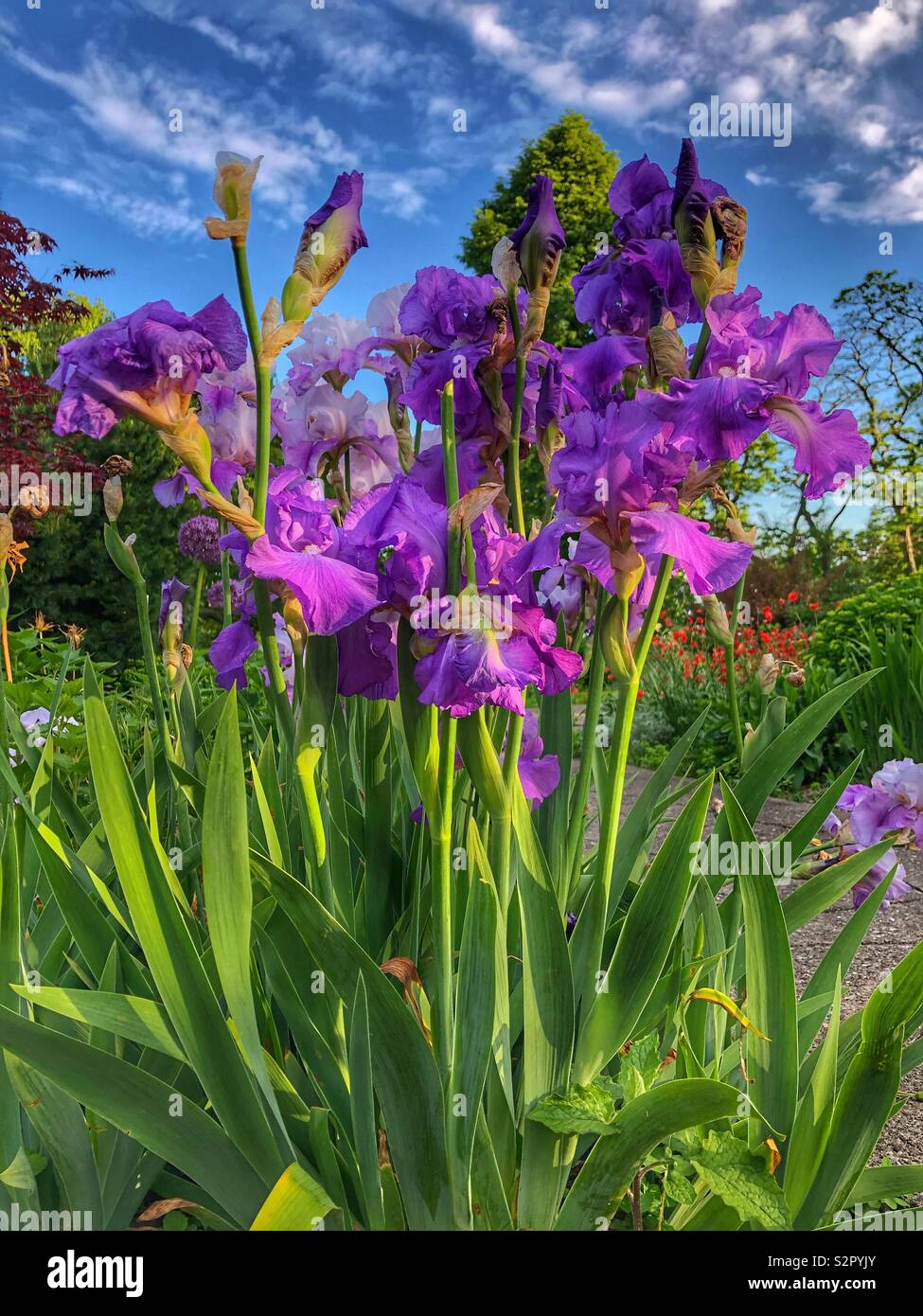 Iridi viola in giardino. - Immagine stock catturata con smartphone