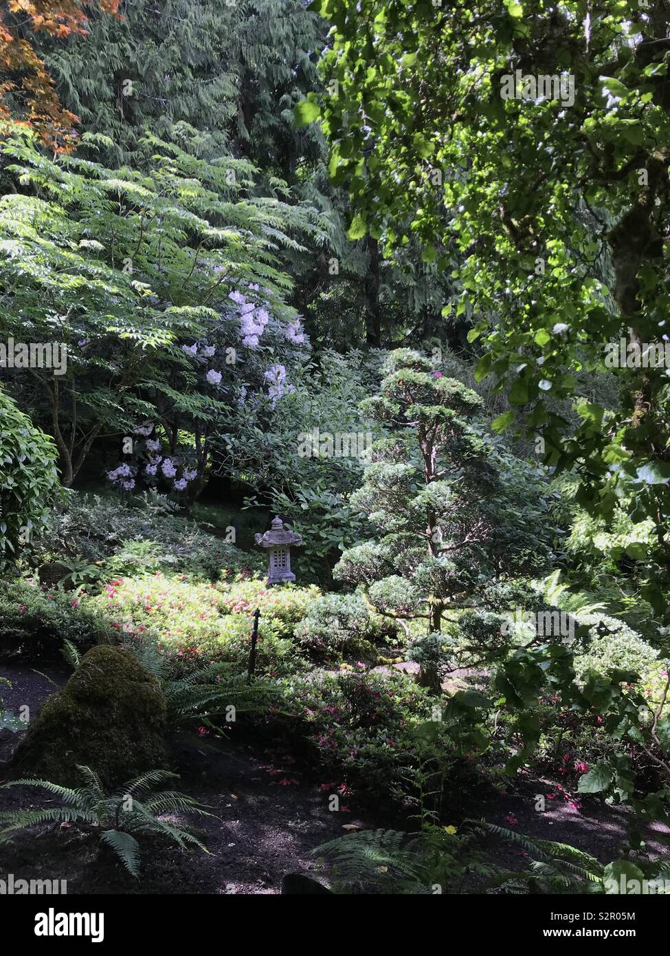 Il giardino giapponese con la luce del sole che filtra attraverso. - Immagine stock catturata con smartphone