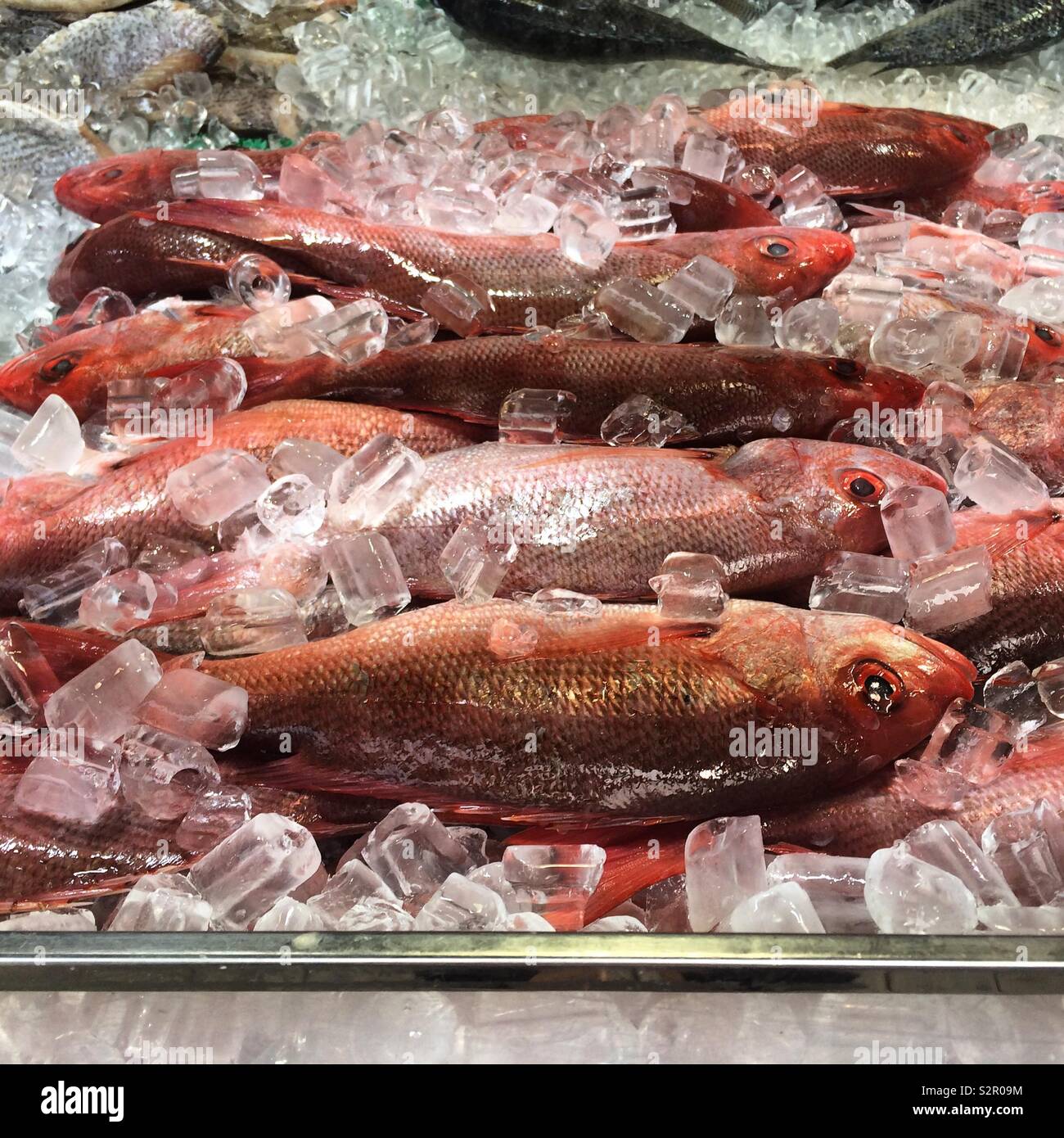 Pesce intero per la vendita, Maine Avenue Mercato del Pesce, Southwest Waterfront, Washington, DC, Stati Uniti Foto Stock