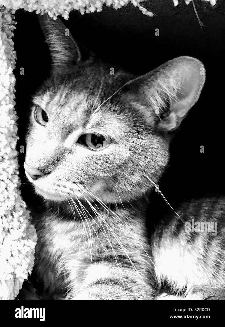 Bella grigio silver tabby cat in bianco e nero Foto Stock