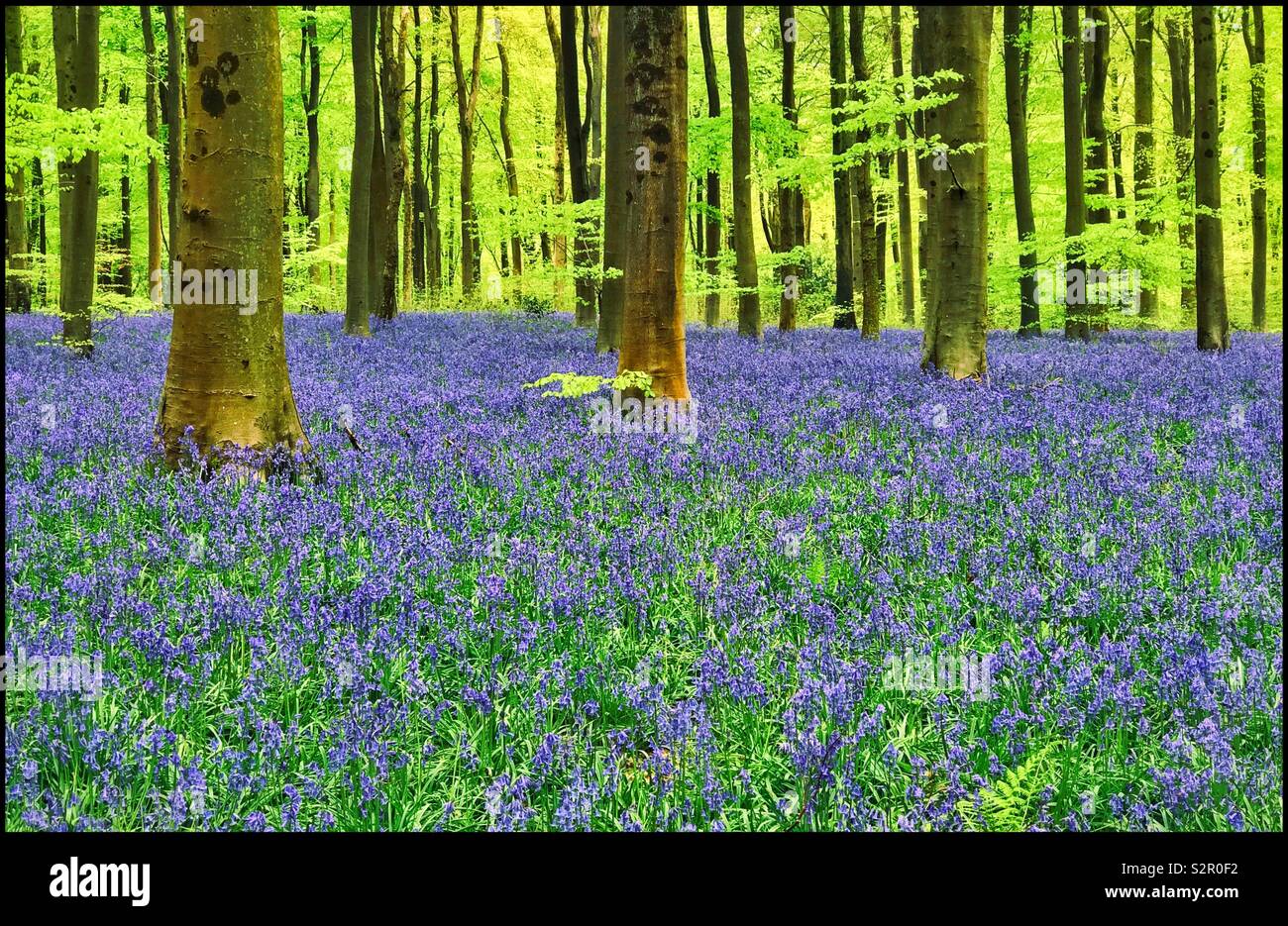 Un iconico inglese scena di bosco all'inizio della primavera. The Bluebell fiori (Hyacinthodes Non Scripta) sono considerati il Regno Unito più amato di fiori di bosco. Credito foto - © COLIN HOSKINS. - Immagine stock catturata con smartphone