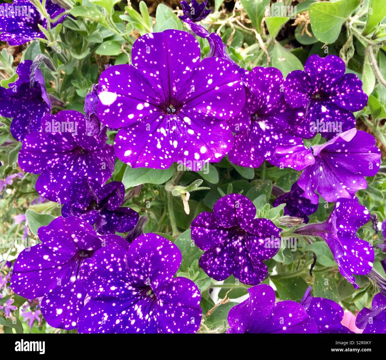 Cielo notturno nelle petunie con fiori viola e macchie bianche che ricorda un cielo stellato - Immagine stock catturata con smartphone