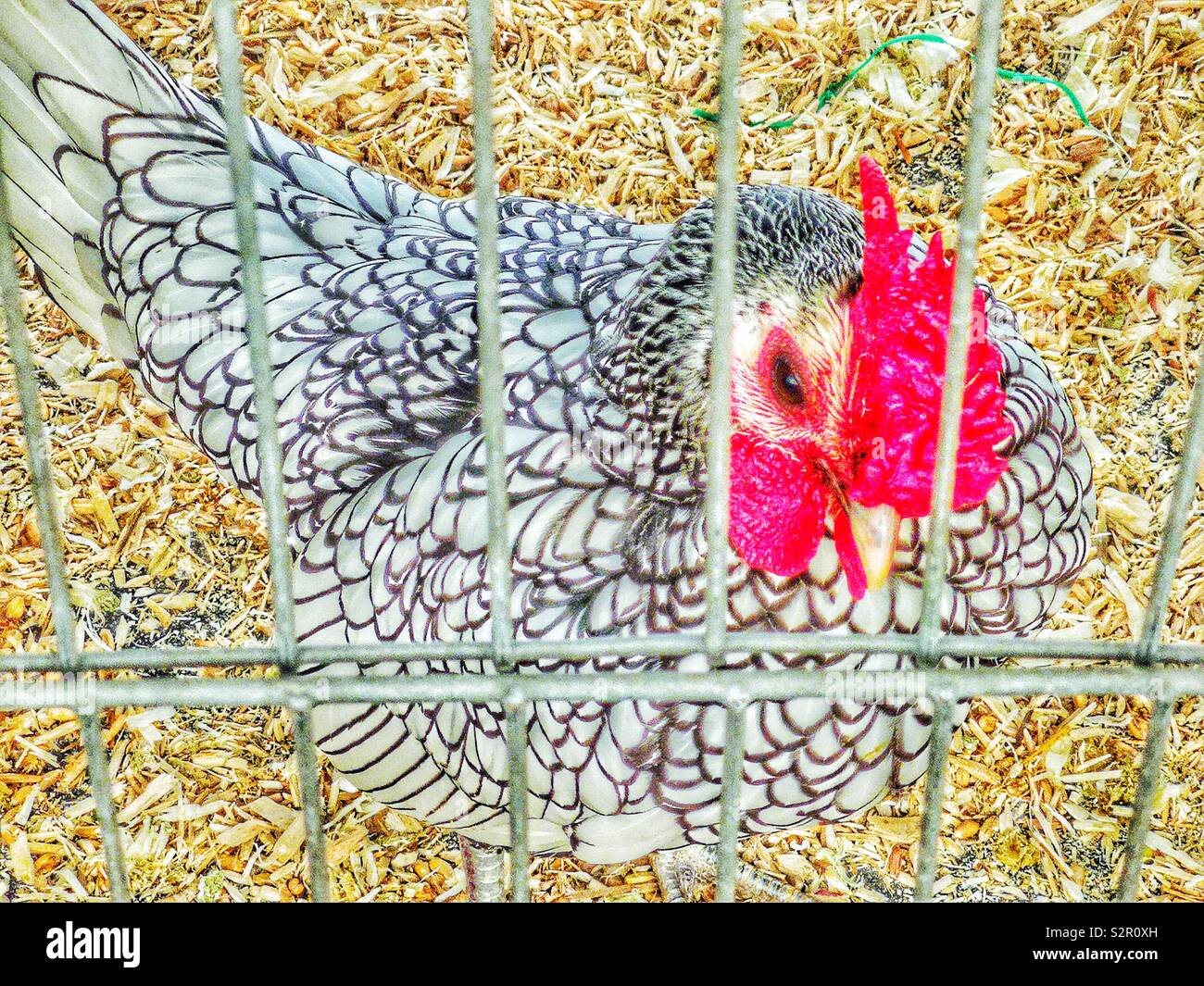 Argento-legare Wyandotte pollo in gabbia Foto Stock