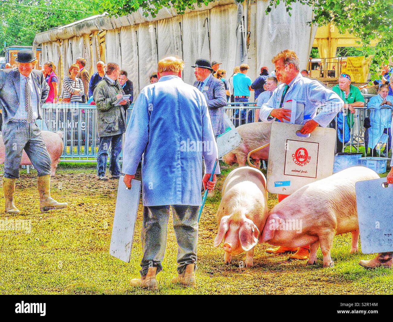 Il maiale a giudicare, tre contee Show, Malvern, Worcestershire, Inghilterra Foto Stock