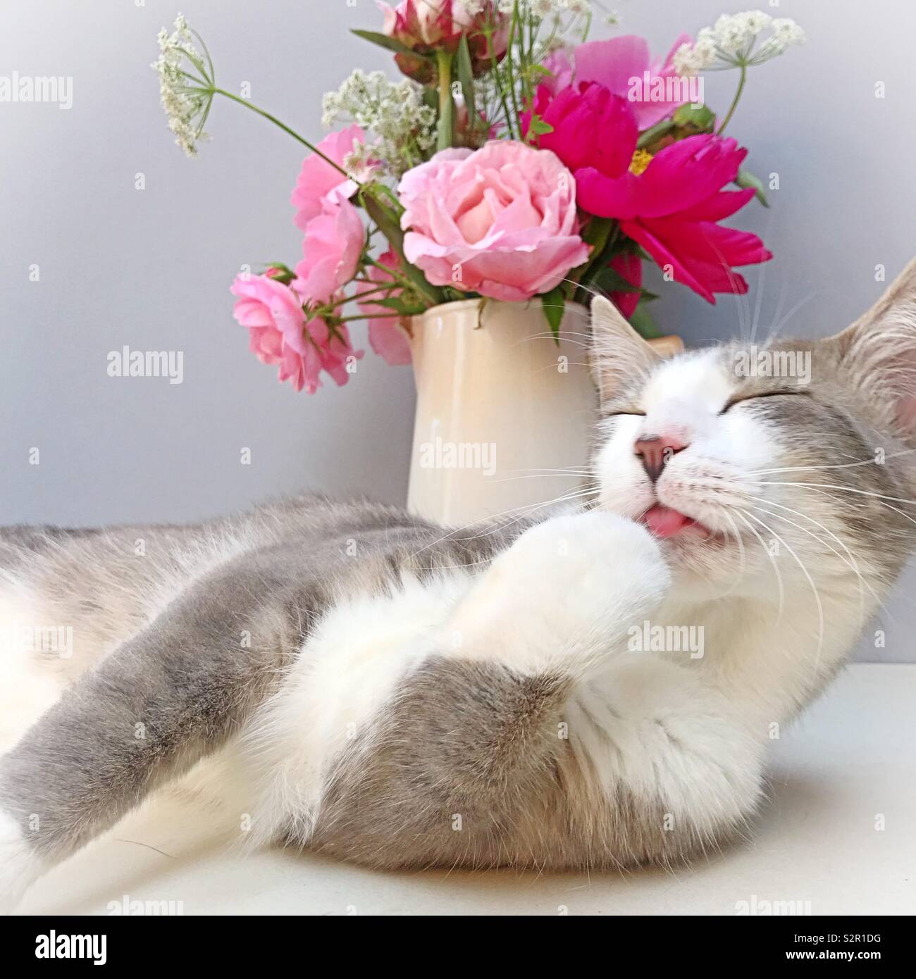 Happy cat toelettatura nella parte anteriore del vaso di fiori di colore rosa Foto Stock