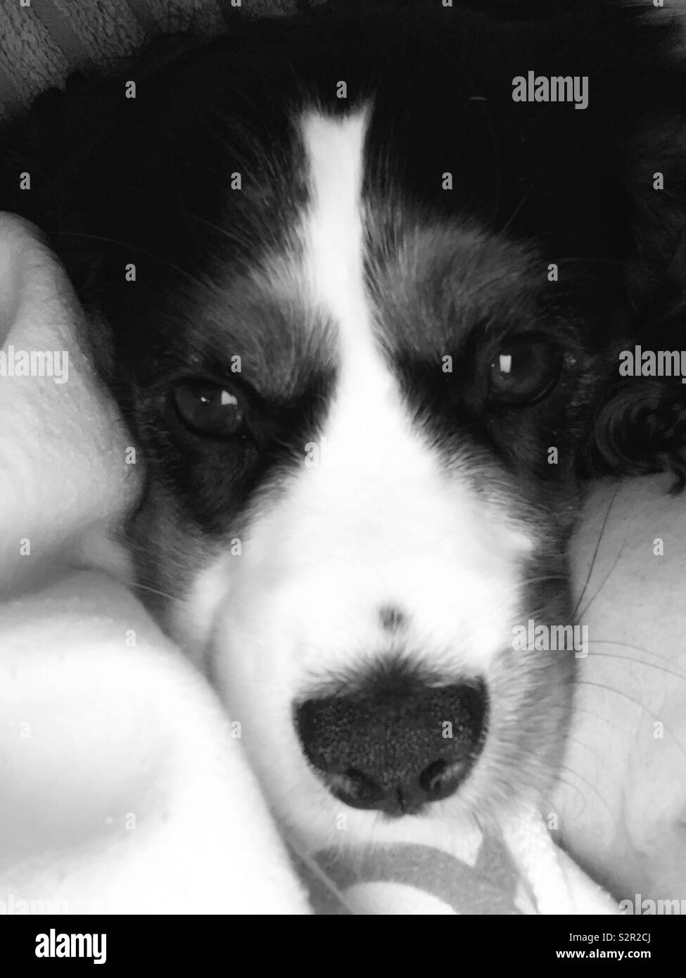 Bianco e nero cane dolce Foto Stock