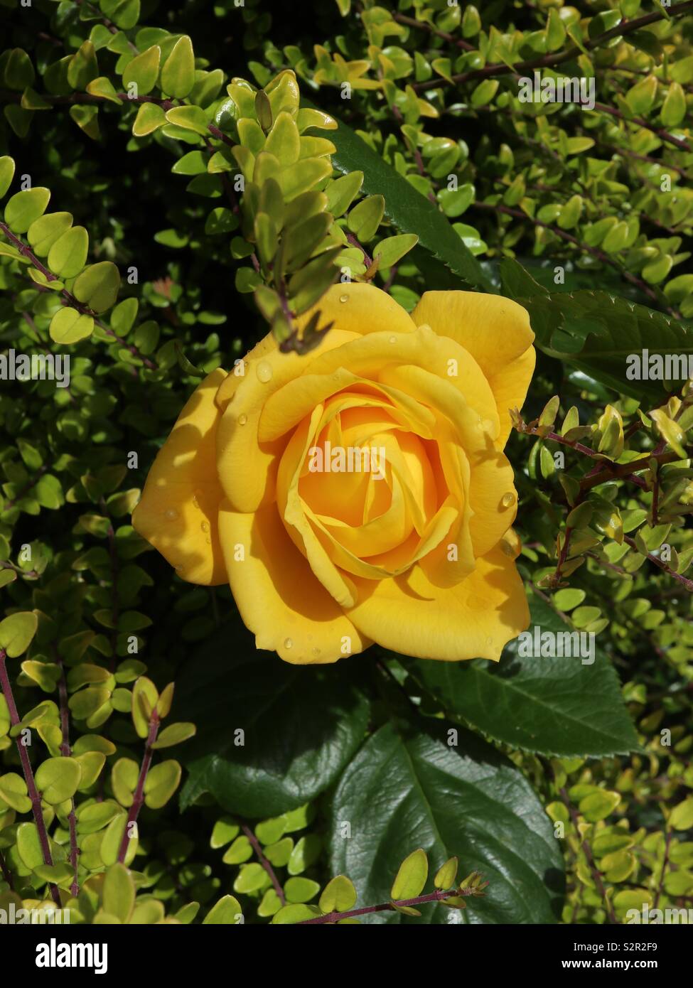 Unica rosa gialla in un arbusto sempreverde dopo la pioggia Foto Stock
