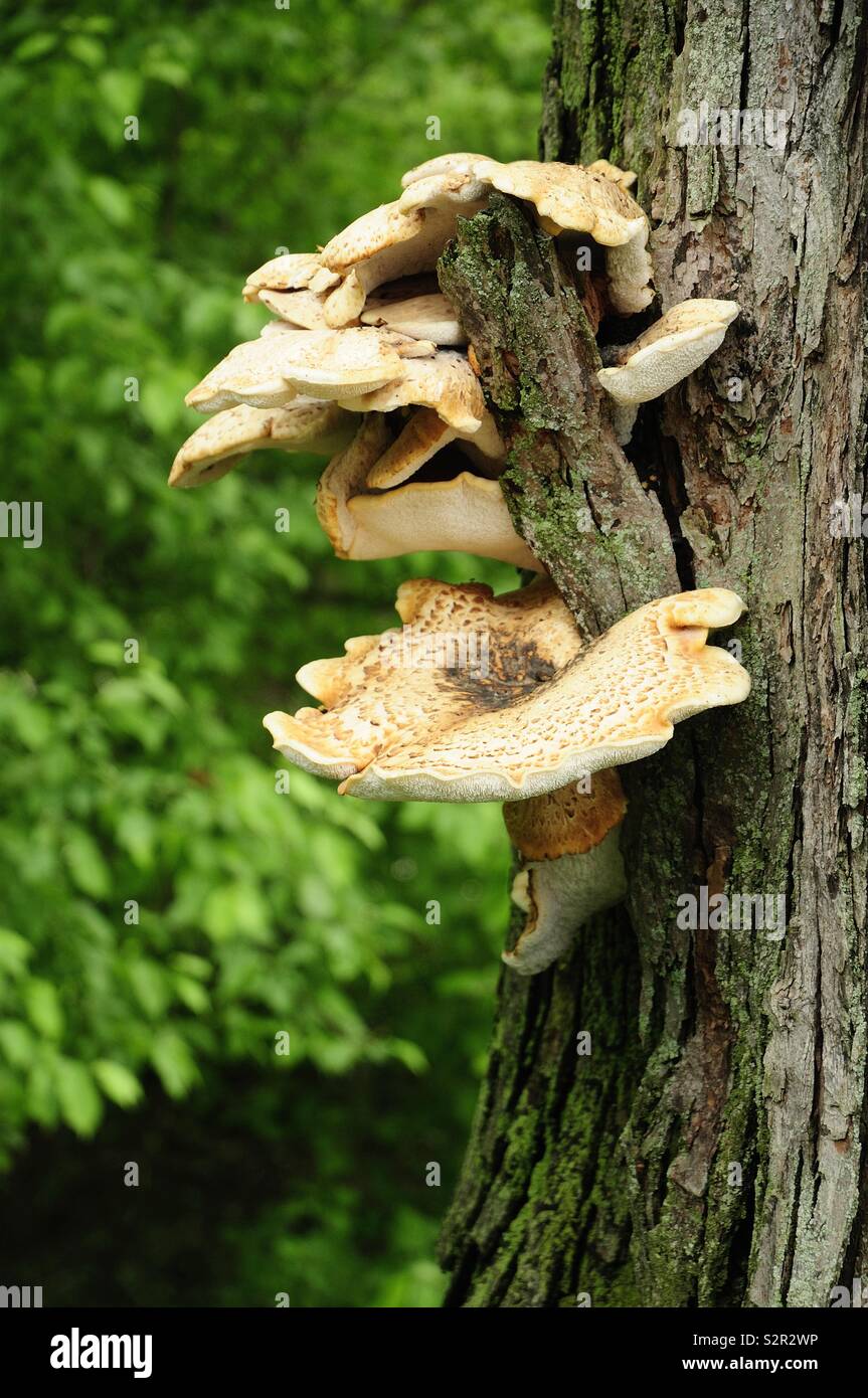 Fungo gigante crescente al di fuori della struttura ad albero - Immagine stock catturata con smartphone