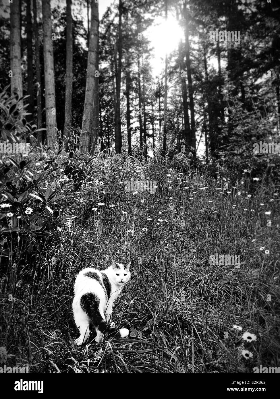 Un gatto in piedi in un campo. Foto Stock