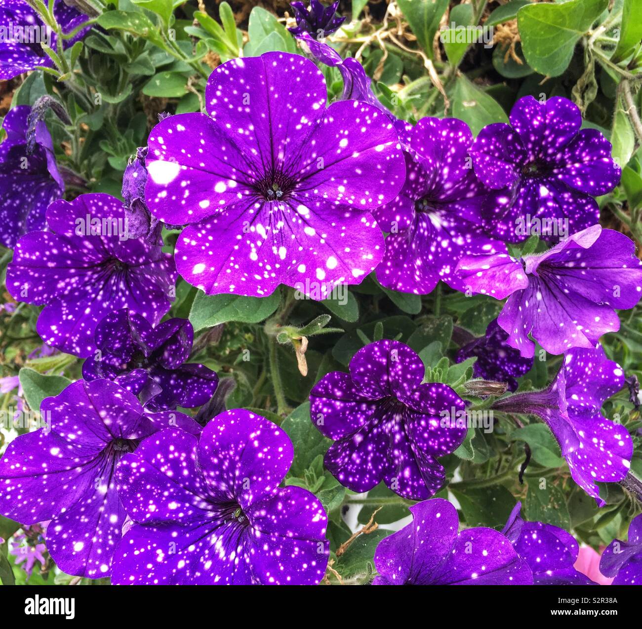 Cielo notturno nelle petunie con fiori viola e macchie bianche che ricorda un cielo stellato - Immagine stock catturata con smartphone