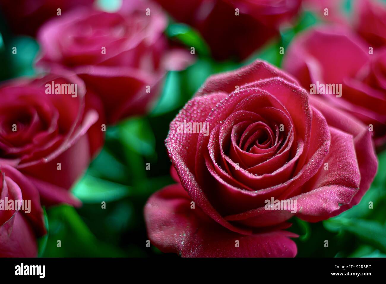 Le goccioline di acqua su rose rosse Foto Stock