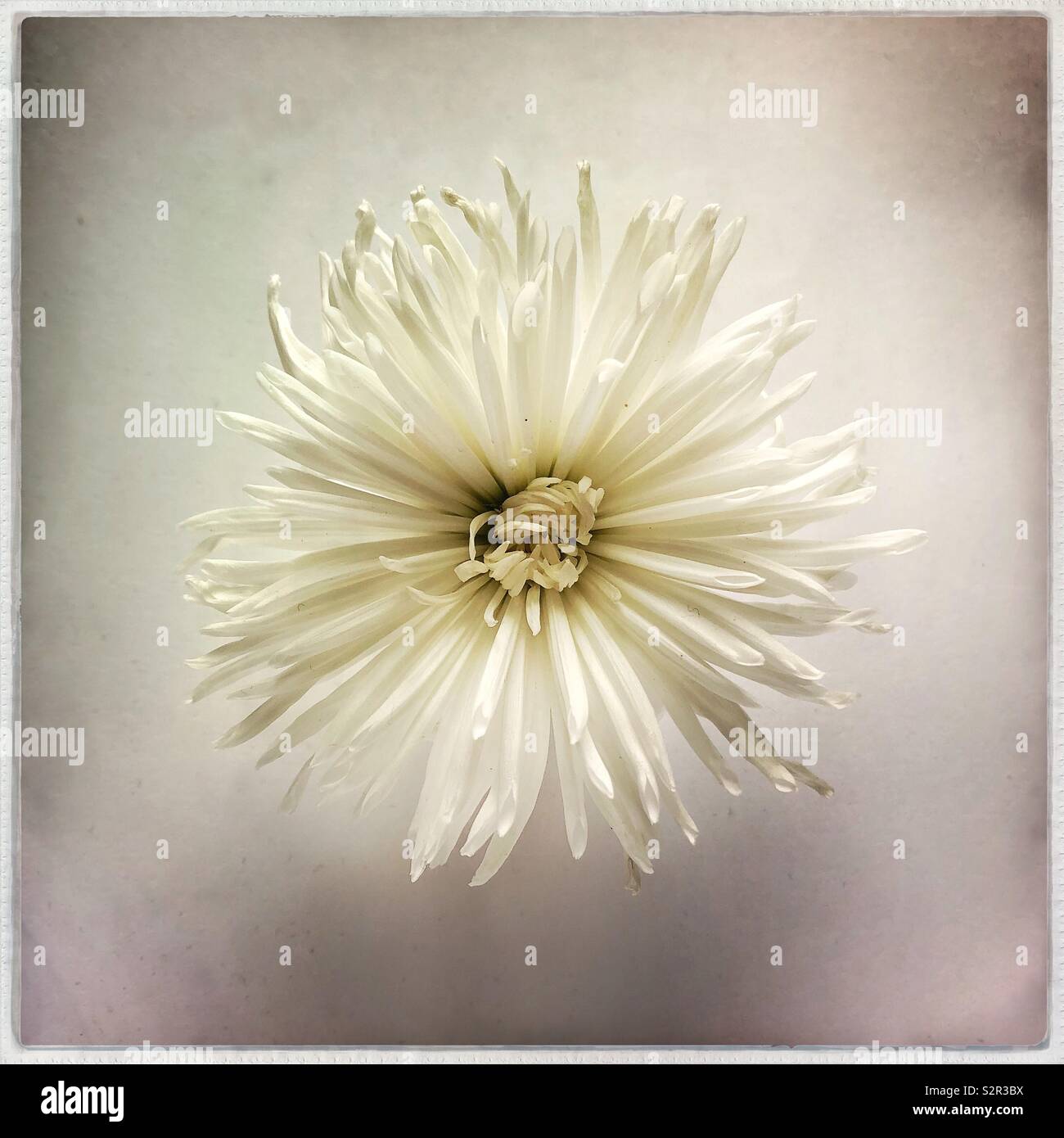 Guardando verso il basso su un fiore bianco con sfondo bianco ombreggiato, formato quadrato. - Immagine stock catturata con smartphone