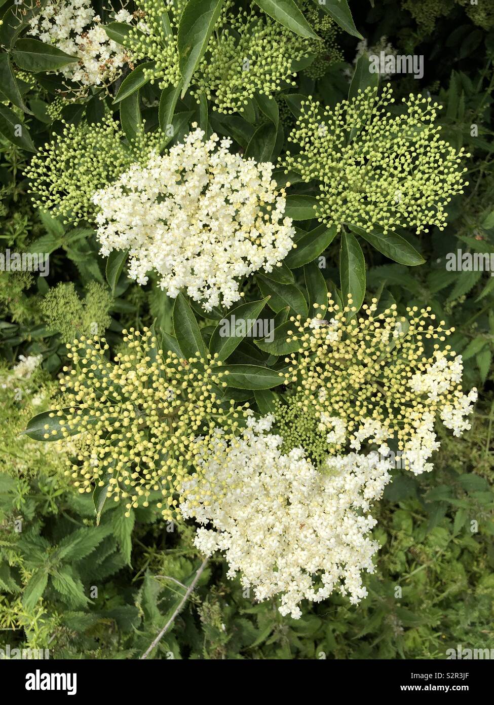 Sambucus nigra o anziano comune - bianco crema fiori presi in giugno Foto Stock
