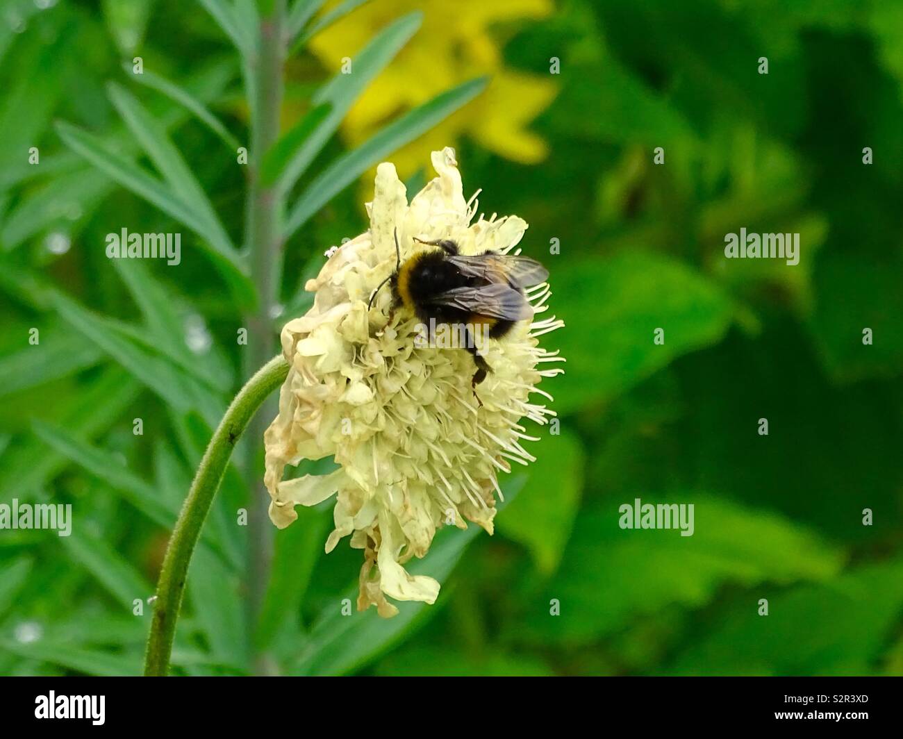 Ape su giallo fiore selvatico Foto Stock