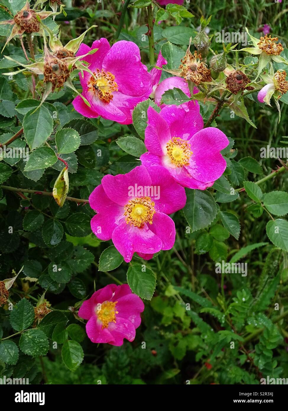 Rosa fiori selvatici in inizio di estate Foto Stock