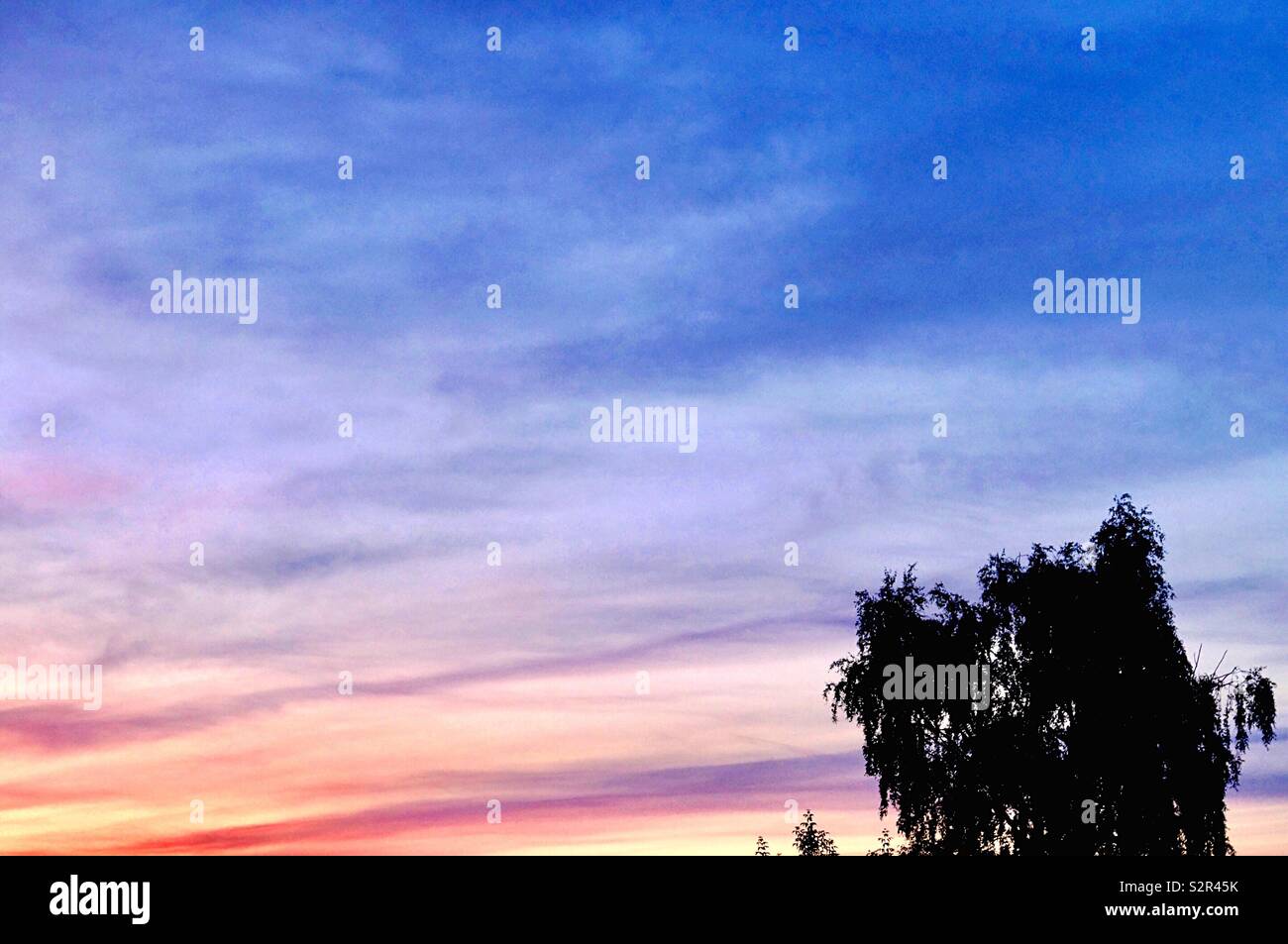 Silhouette di un albero contro il cielo di sera Foto Stock