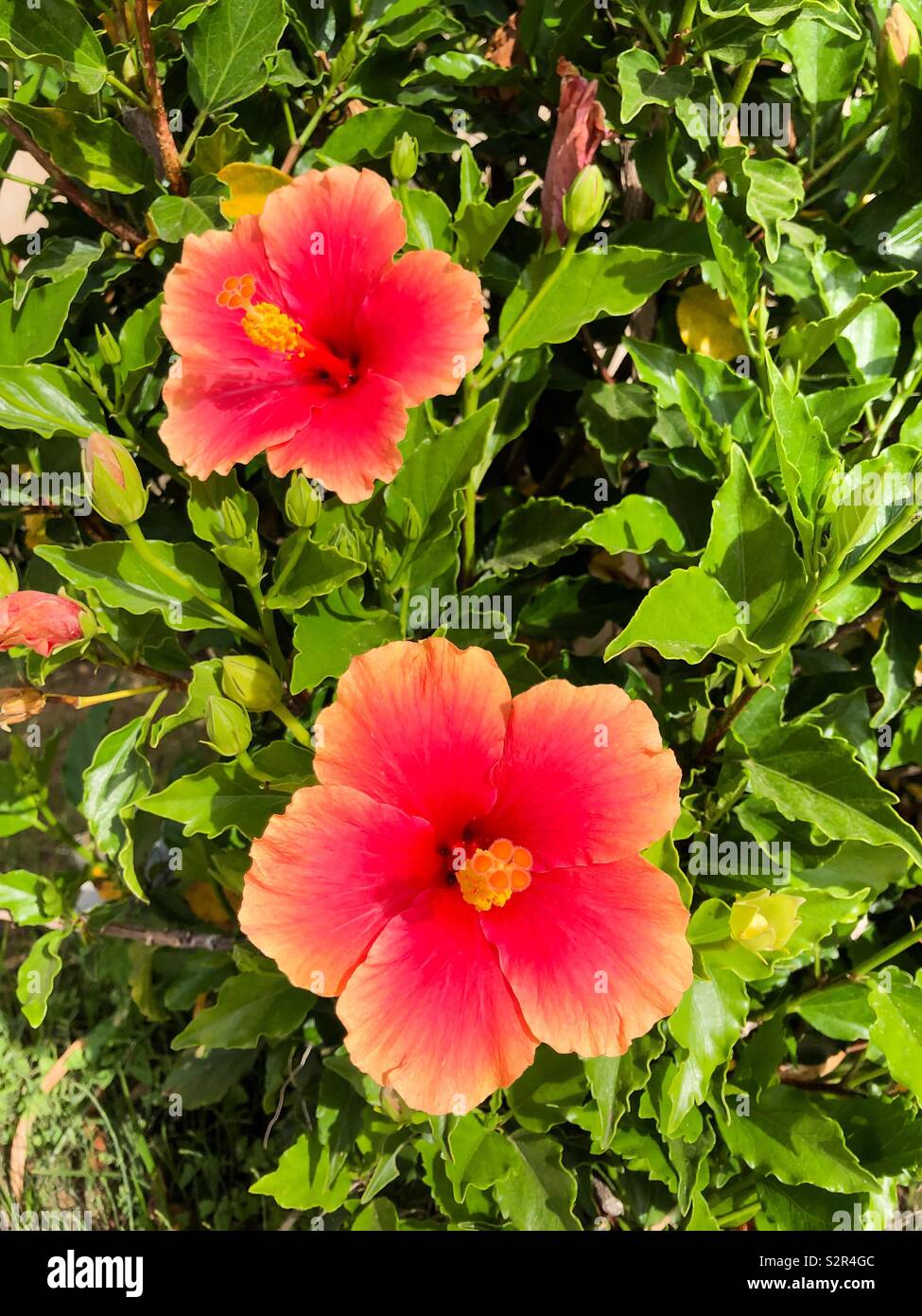 Due grandi bellissimi coralli fiori di ibisco in fiore sulla boccola verde Foto Stock