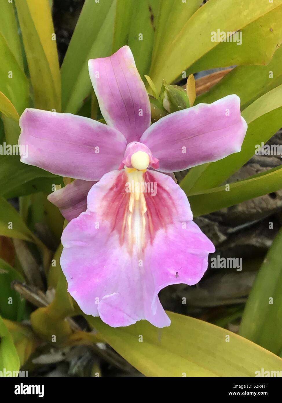 Orquídea Foto Stock