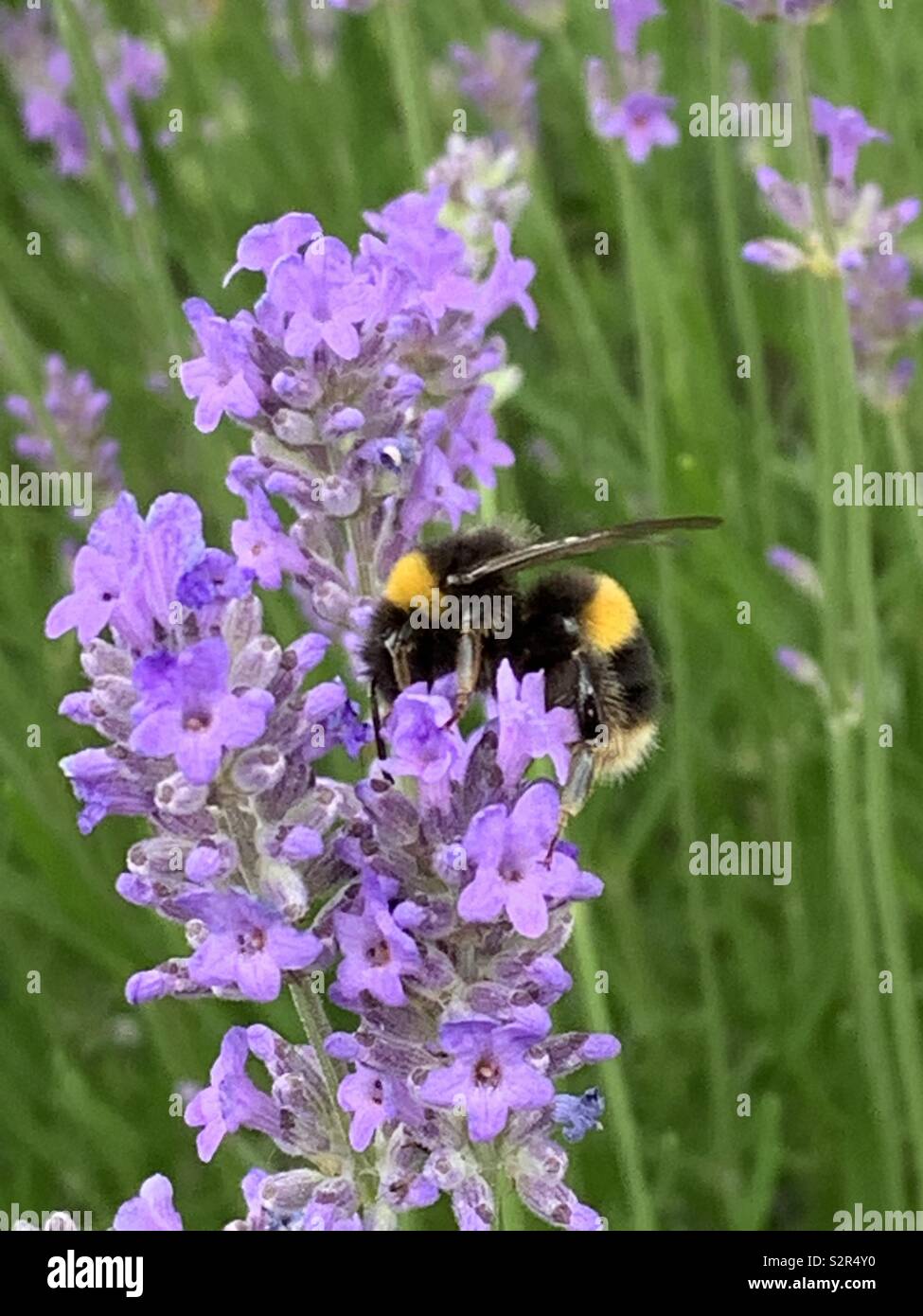 Ape su lavanda Foto Stock