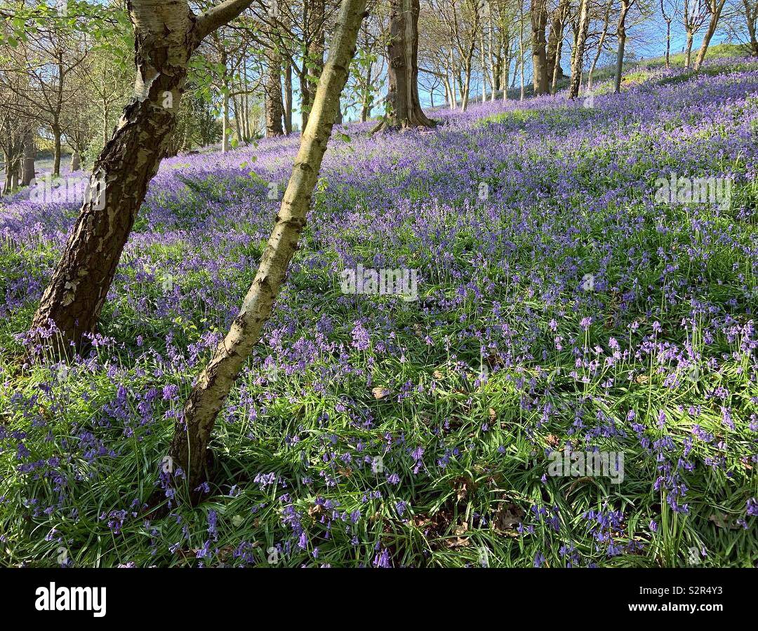 Nativo bluebells inglese nel Kent, Regno Unito. - Immagine stock catturata con smartphone