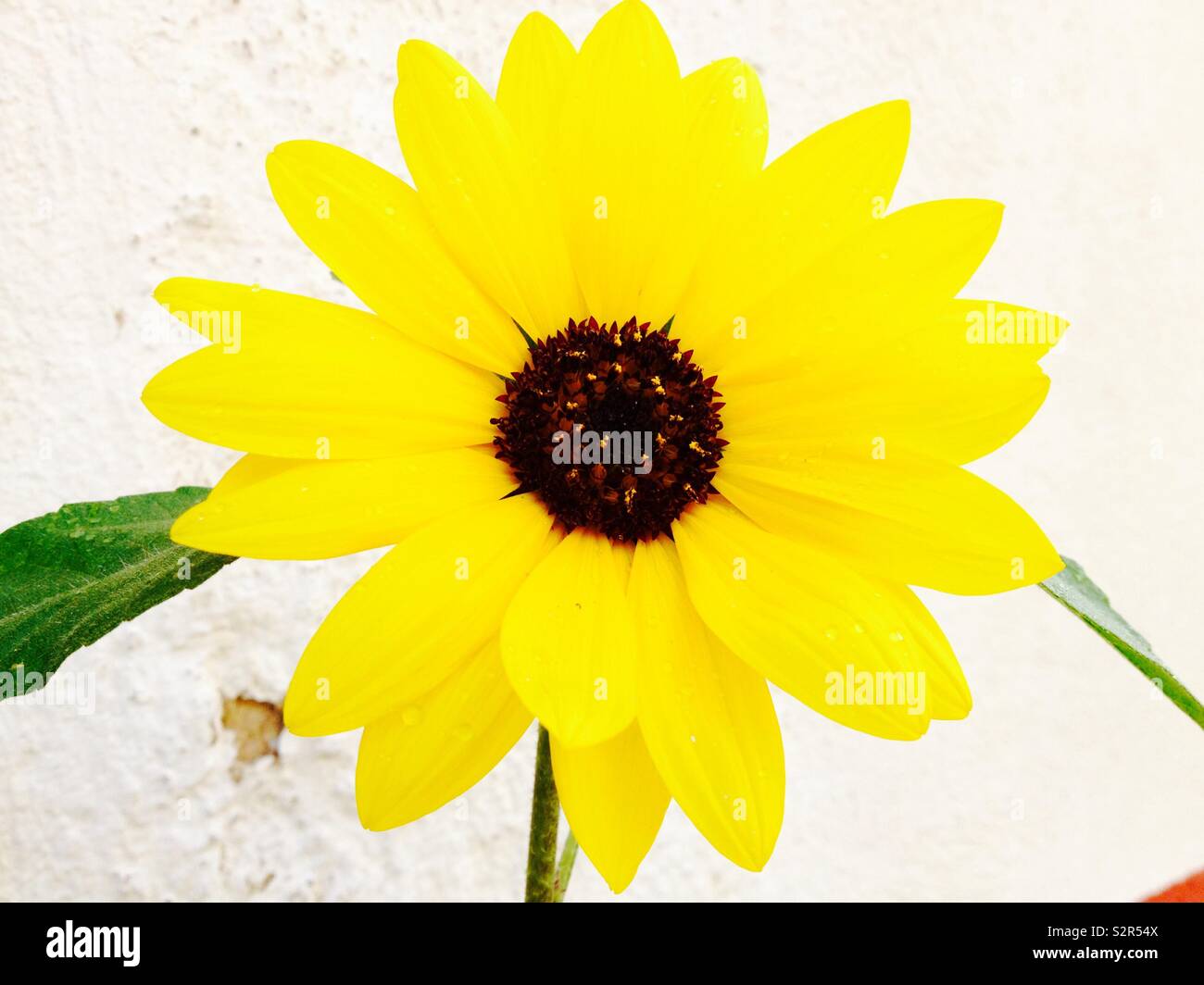 Girasole (Helianthus annuus) fiore closeup su sfondo bianco Foto Stock