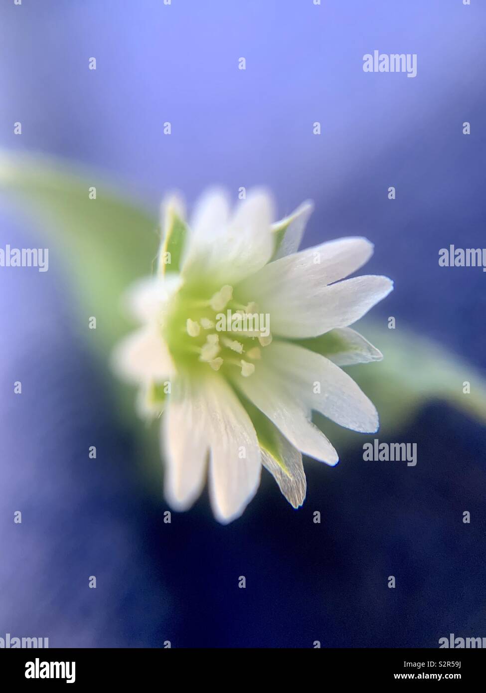 Fiore bianco fino vicino - Immagine stock catturata con smartphone