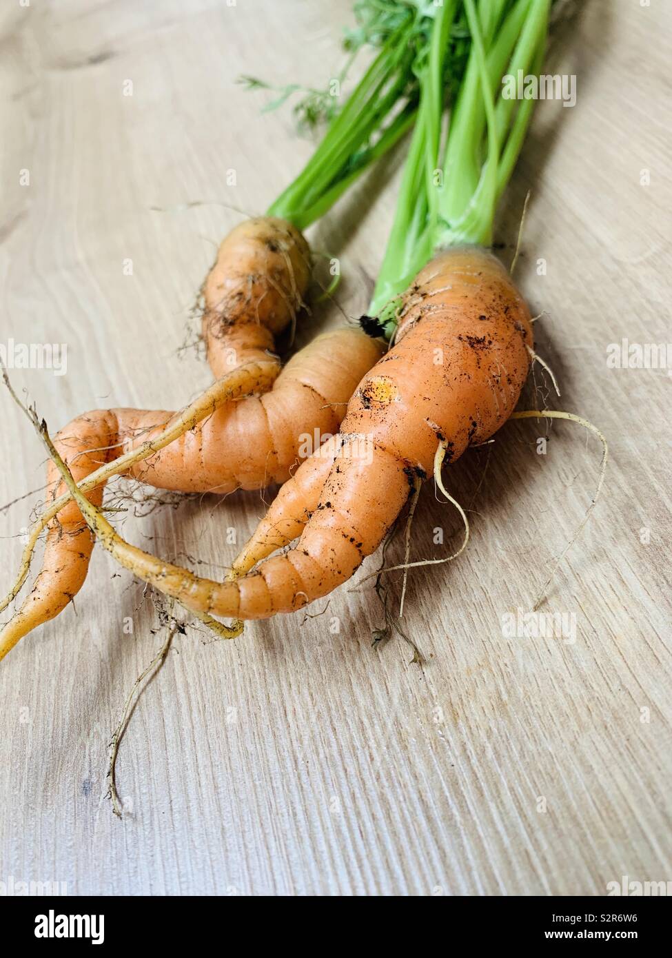 Cresciuto in casa le carote Foto Stock