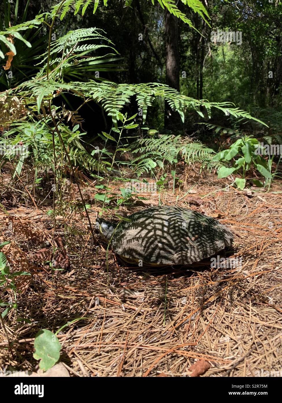 La tartaruga sul suolo della foresta di riposo in ombra di felce con riflessioni di felce sulla shell Foto Stock
