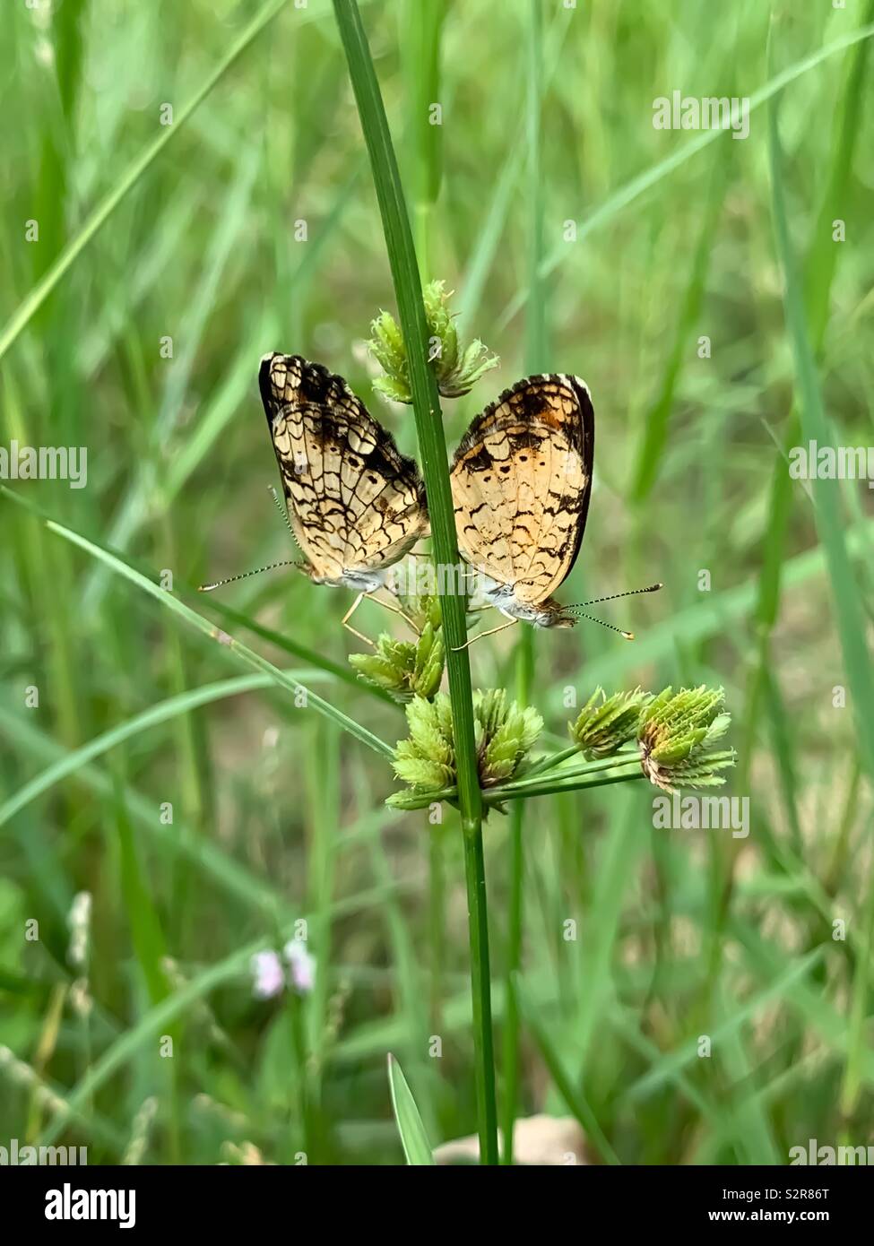 Due crescent pearl farfalle in un campo di erba verde Foto Stock