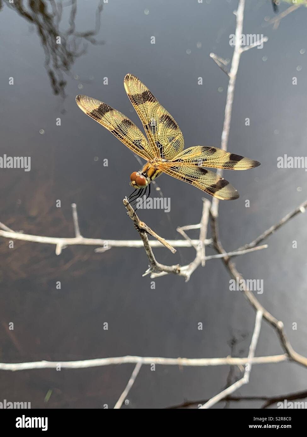 Primo piano di un bel giallo dragonfly su un ramo sopra l'acqua - Immagine stock catturata con smartphone