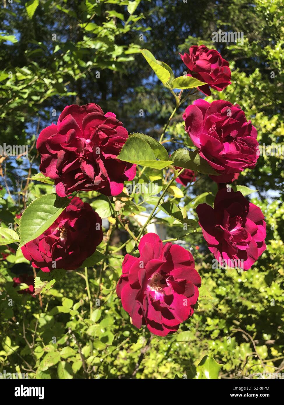 Rose di Borgogna, cluster di rose, verde Foto Stock