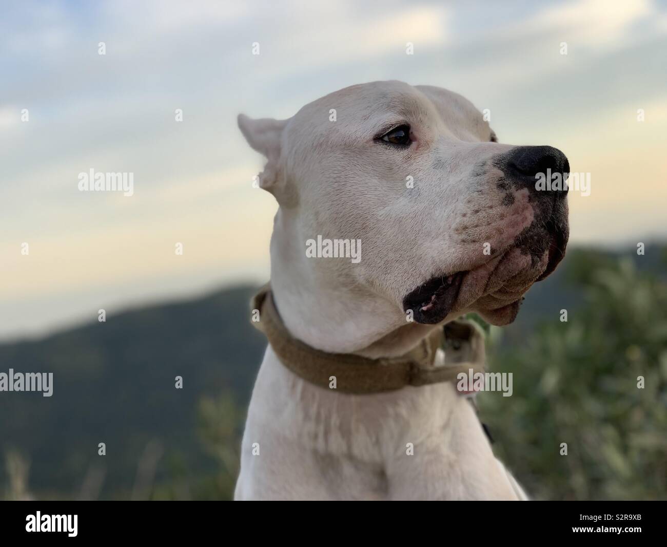 Dogo argintino cane Servizio Amado Foto Stock