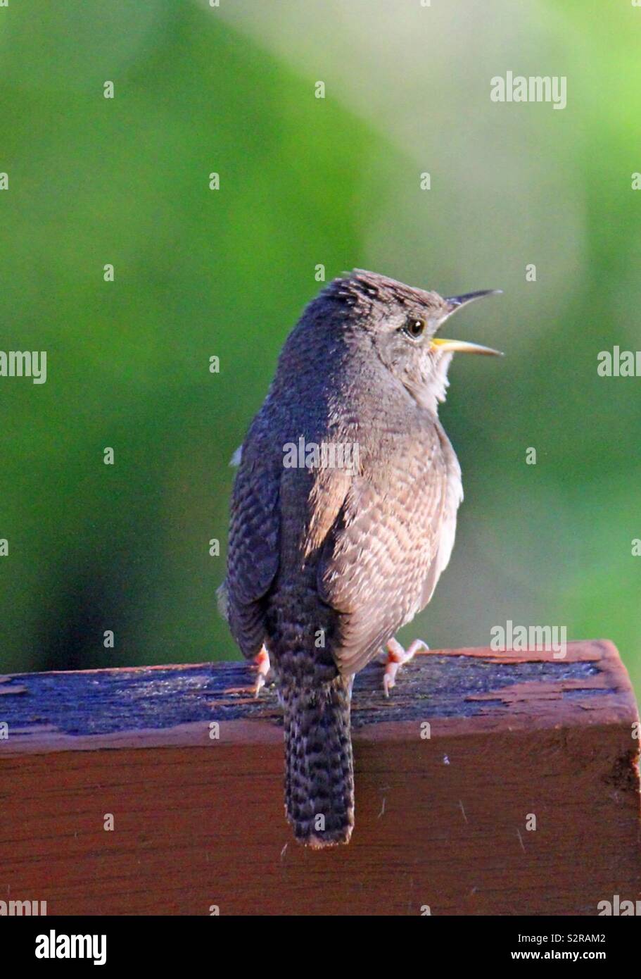 Casa Wren, Troglodytes aedon, uccelli del Nord America Foto Stock