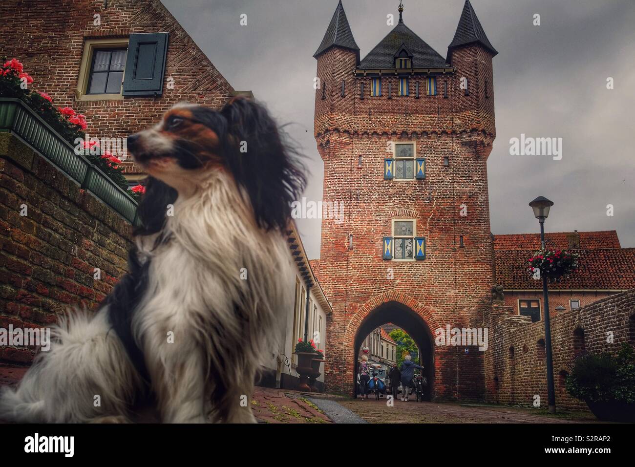 Pappilon cane a Dijkpoort nella città anseatica di Hattem, Veluwe area, Paesi Bassi Foto Stock