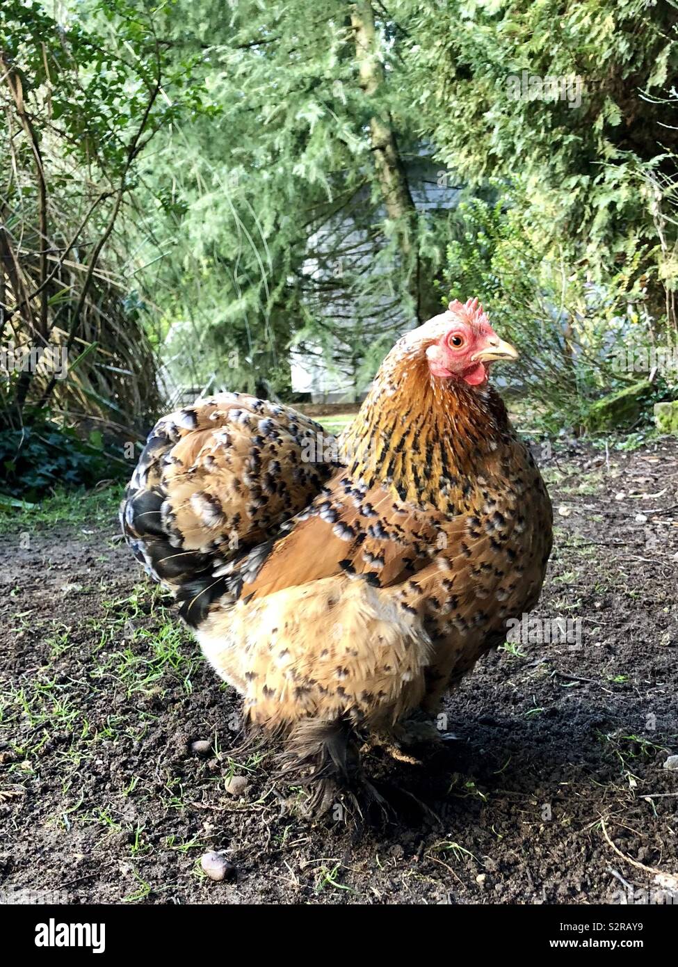 Un bantam millefleur pekin pollo in un giardino Foto Stock